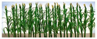 JTT Trees & Shrubs 95553 Corn Stalks -- 2" 5cm Tall pkg(28), O Scale