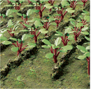 JTT Trees & Shrubs 95593  RHUBARB PLANTS, O Scale