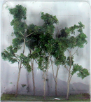 JTT Trees & Shrubs 95618  WOODS EDGE TREES GREEN 4-5.5, O Scale