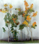 JTT Trees & Shrubs 95624  WOODS EDGE TREES FALL MIXED, O Scale