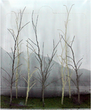 JTT Trees & Shrubs 95630  Bare Woods Edge Trees, O Scale