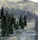 Woodland Scenics WOO1581 Coniferous Tree Pack - Ready Made Trees(TM) - 4 to 6" 10.2 to 15.2cm pkg(24), All Scales