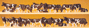 Preiser Kg 14408 Dairy Cows pkg(30) -- Holsteins (black, white), HO Scale