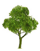 JTT Trees & Shrubs 94300 Deciduous 3' Pro 2pk