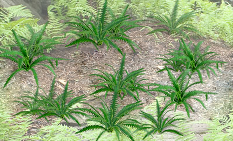 JTT Trees & Shrubs 95534  FERNS 1', O