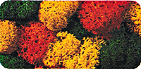 Noch Gmbh & Co 8620 Lichen Double-Pack - 2-3/4oz 78g -- Autumn, All Scales
