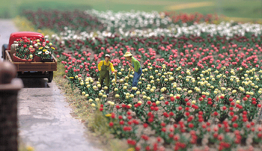 Busch Gmbh & Co Kg 1205 Roses -- Kit - Variety of Colors pkg(120), HO Scale