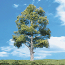 Woodland Scenics WOO3533 Woodland Classic Trees(R) Ready Made - Waters Edge -- 2 to 3" 5.1 to 7.6cm Tall pkg(4), All Scales