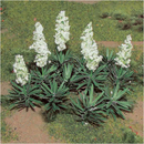 JTT Trees & Shrubs 95611  YUCCA, HO